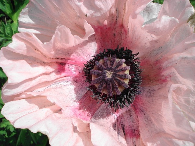 pink flower close up