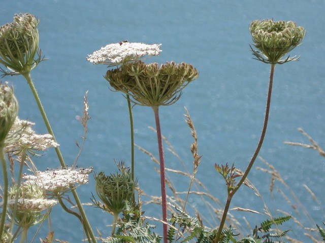 summer flowers with sea background summer flowers with sea background