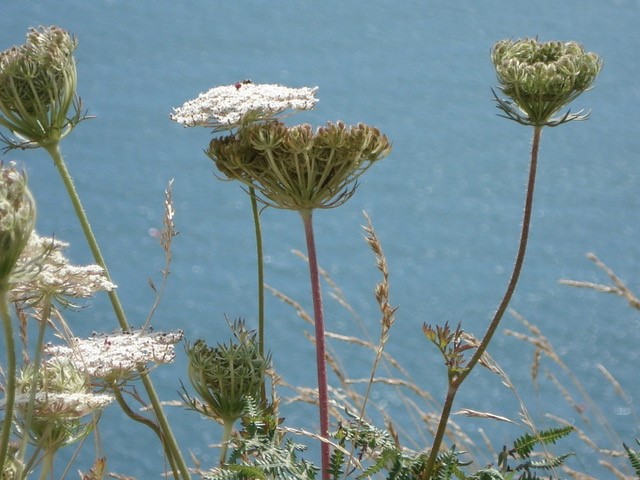 summer flowers with sea background