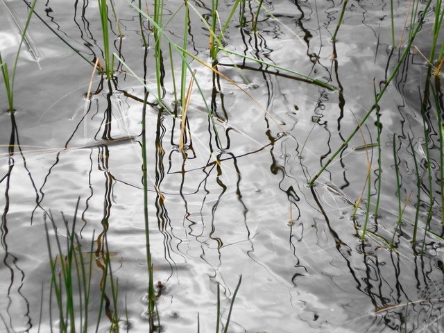 water with reeds and reflections