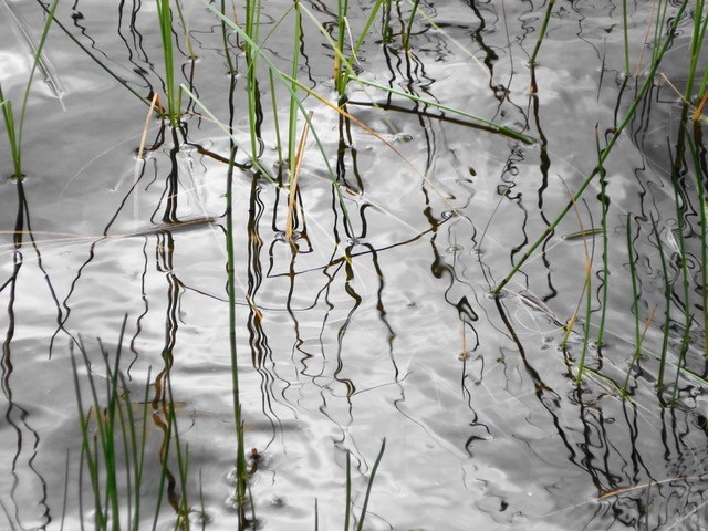 water with reeds and reflections water with reeds and reflections