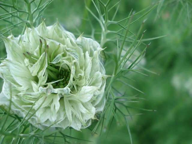 white flower with green background