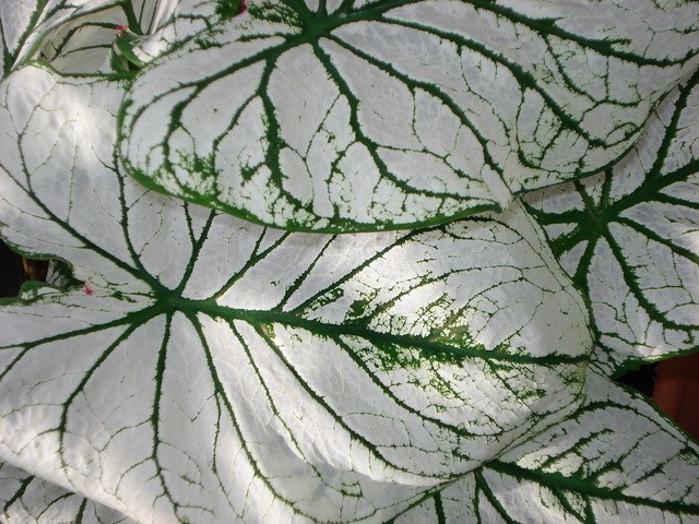 white leaves with green veins